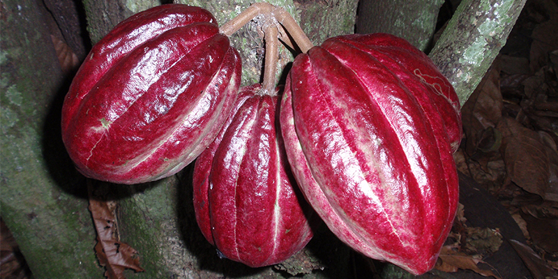 actu Bertin Cacao arbre